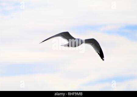 Gli uccelli sul fiume Colorado Foto Stock