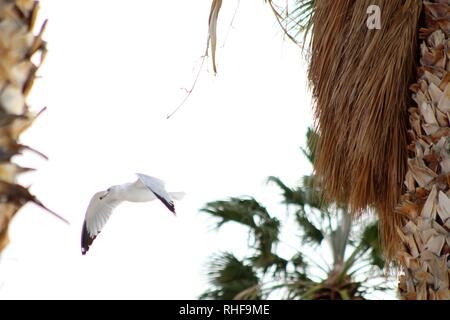 Gli uccelli sul fiume Colorado Foto Stock