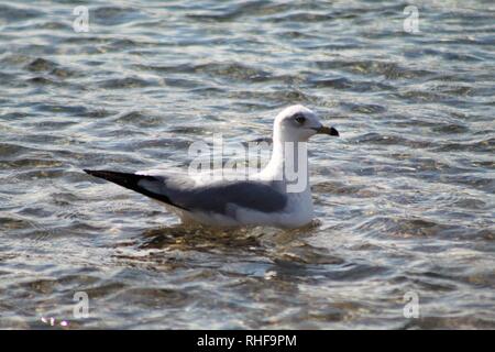 Gli uccelli sul fiume Colorado Foto Stock