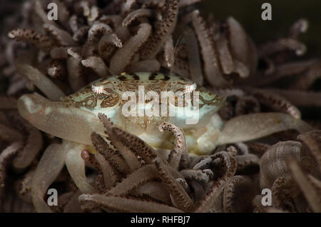 Xenia nuoto granchio (Caphyra loevis). La foto è stata scattata nello stretto di Lembeh, Indonesia Foto Stock