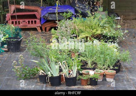 Piante in un area di incapsulazione in un paese giardino Foto Stock