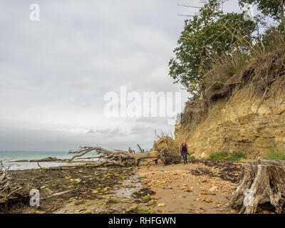 Una spiaggia balneare della costa con erosione costiera on Solent rive con alberi sradicati sdraiato sulla spiaggia e la caduta in mare dal ciglio della scogliera Foto Stock