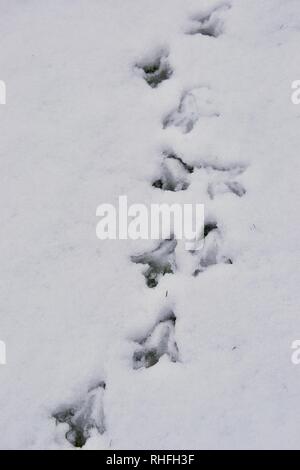 Top down shot di fagiano le vie (Orme di animali / bird) nella neve: un percorso chiaro che mostrano la direzione Foto Stock