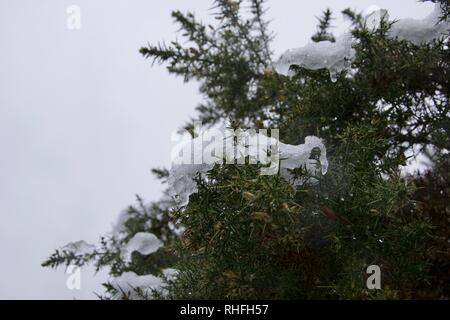 Close up di patch di bianco neve ghiacciata sui rami, foglie e gli aghi di un verde pungenti gorse bush Foto Stock