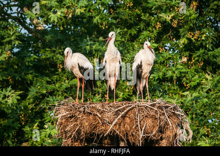 Famiglia di tre cicogne bianche sul loro nido di alta closeup sulla sommità del pilastro elettrico su foglie di albero sullo sfondo Foto Stock