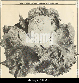 . Bolgiano di Baltimora guide giardino 1928. Semi Maryland Baltimore cataloghi; Verdure Maryland Baltimore cataloghi; Vivai (orticoltura) Maryland Baltimore cataloghi; fiori Semi cataloghi; attrezzature da giardinaggio e fornisce cataloghi; pollame le attrezzature e le forniture dei cataloghi. Bolgiano la Superior Stock di New York o la meravigliosa lattuga questa varietà è rapidl}' prendendo il posto di molti dei migliori dei tipi più vecchi. Essa produce un eccezionalmente grande testa profondo, è molto solido e le foglie esterne sono di medie di colore verde e frange, dando un molto attraente ap})earance, mentre il centro quelli Foto Stock