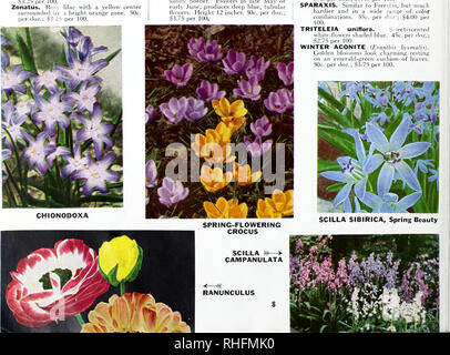 . Bolgiano di lampadine, piante e semi di erba per l'autunno 1964 semina. Vivai (orticoltura) cataloghi; lampadine (piante) cataloghi; semi cataloghi; alberi cataloghi. • Varie lampadine • HOLLAND CROCUS Spring-Flowering Top-size lampadine, 9 cm. e fino nella circonferenza, uno dei primi di fiori a fiorire in primavera. Crocus crescerà nel prato, in aiuole, sulle pendici di terrazze. Impianto 2 a 3 pollici profondo. Il barone von Brunow. Ricca Deep Purple. 60c. per doz.; S4.50 per 100. Ricordo. Blu scuro. 60c. per doz.; s4.=;(l/100. Kathleen Parlow. Bianco. 60c. per doz.; S4.50 per 100. Stri pe Foto Stock