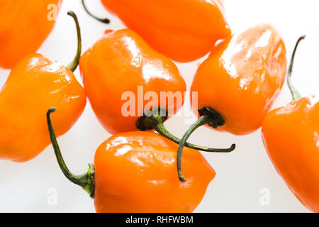 Peperoni di habañero piccanti di colore arancione brillante Foto Stock