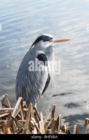 Airone cenerino cercando in stagno Foto Stock