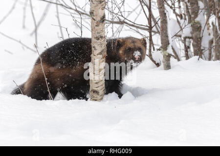 Wolverine in neve in Zoo polare nel nord della Norvegia Foto Stock