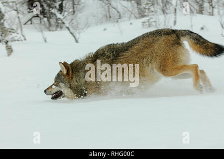 Lupo in esecuzione nella neve profonda Foto Stock