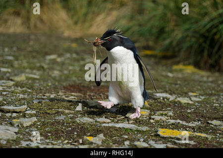 Pinguino saltaroccia eudyptes chrysocome camminando attraverso le rocce di contenimento di materiale di nidificazione nel becco più deprimente Island Isole Falkland Foto Stock