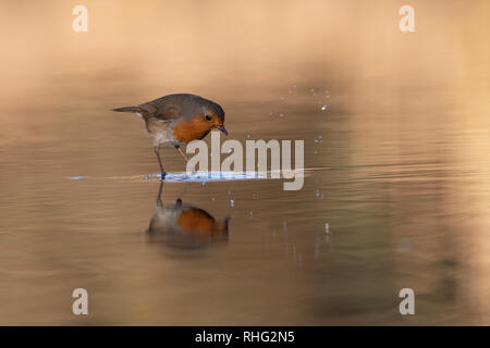 Robin Erithacus rubecuta Foto Stock