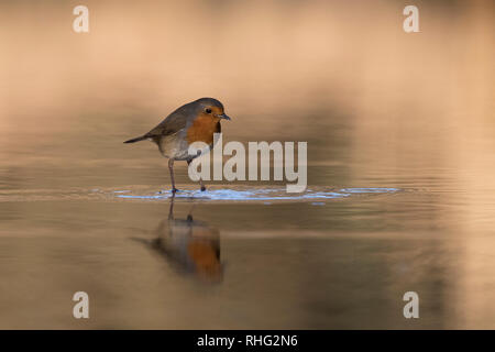 Robin Erithacus rubecuta Foto Stock