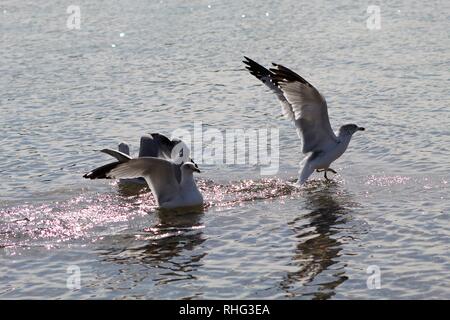 Gli uccelli sul fiume Colorado Foto Stock