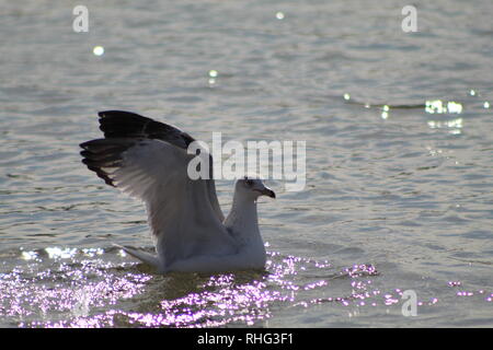 Gli uccelli sul fiume Colorado Foto Stock