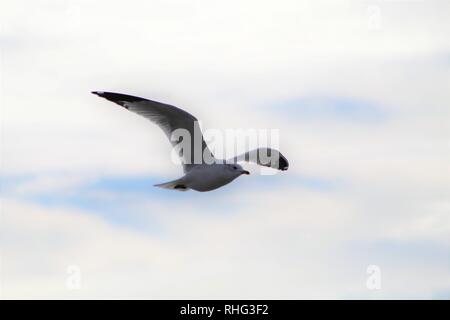 Gli uccelli sul fiume Colorado Foto Stock