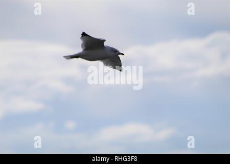 Gli uccelli sul fiume Colorado Foto Stock