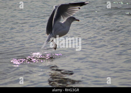 Gli uccelli sul fiume Colorado Foto Stock