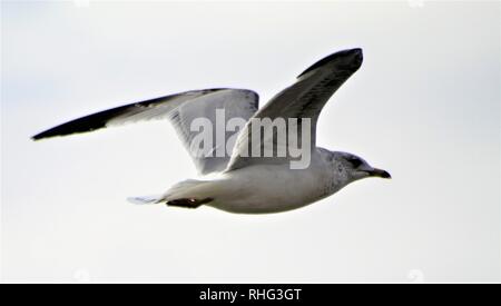 Aringa Gabbiano volo sopra il fiume Colorado Foto Stock