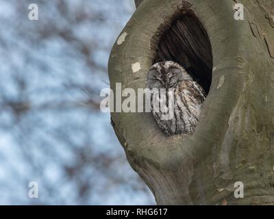 Natura bella scena con Allocco (Strix aluco). Allocco (Strix aluco) nella natura habitat. Foto Stock