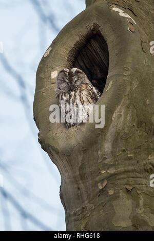 Natura bella scena con Allocco (Strix aluco). Allocco (Strix aluco) nella natura habitat. Foto Stock