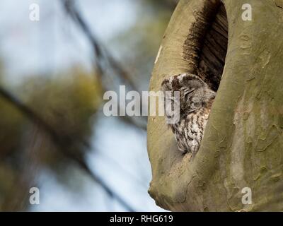 Natura bella scena con Allocco (Strix aluco). Allocco (Strix aluco) nella natura habitat. Foto Stock