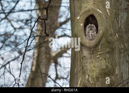 Natura bella scena con Allocco (Strix aluco). Allocco (Strix aluco) nella natura habitat. Foto Stock