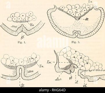 . Biologisches Zentralblatt. Biologia. 418 Escherich, Das lusekten-Entoderm. Oder nehmen wir einen anderen Schnitt Deegener, z.B. dessen Fig. 17, die ich hier im wiedergebe dello schema (Fig. 4). Wenn wir den- selben auf die Heider'sche Einteilung beziehen, così müssen wir ihn stadio di dem 10 oder 11 zurechnen, oder noch besser zwischen diese beiden stellen. Die Drei beigegebenen Querschnitt-Schemata (Fig. 1-3), die nach den Heider'schen Figuren 97, 99 und 124 entworfen sind, muore lassen ohne weiteres erkennen. Ein Vergleich dieser Querschnitte mit obigem Sagittalschuitt ergiebt folgendes: nach der vo Foto Stock