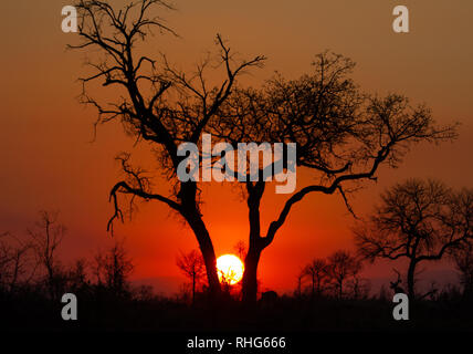 Red Africa sole tramontare tra due alberi di acacia silhouette in Il Parco Nazionale Kruger Foto Stock
