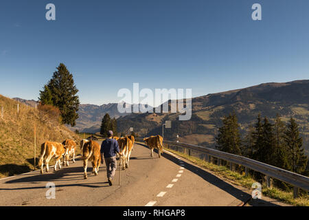 Jaunpass, Simmental, Oberland bernese, Alpi della Svizzera, ottobre 2018, pastore porta la mandria da pascolo in autunno Foto Stock