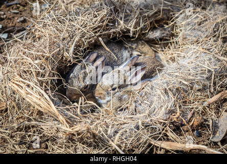 Un paio di settimane-old baby conigli nel loro nido foundin un orto Foto Stock