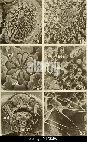 . Boletim de la Sociedad de Biología de Concepción. La Sociedad de Biología de Concepción; biologia; biologia. Bol. Soc. Biol. Concepción, Cile. Tomo 58, 1987. Figg. 17-22: fig. 17 vista generale Onu de nuevo de la especie bajo estudio, mostrando el polo animale (136x); fig. 18 región del polo animale mostrando la roseto (ROS) en la zona central y las aeropilas en su periferia (300x); fig. 19 zona de la roseto mostrando las celdas primarias (CEL) y la micropila (mi) (1200X); fig. 20 detalle de las aeropilas tubulares (AER) (600x); fig. 21 vista ventrale di de la Cabeza de la larva en donde se muestra el l Foto Stock