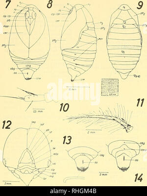 . Boletim de la Sociedad de Biología de Concepción. La Sociedad de Biología de Concepción; biologia; biologia. Fig. 7.- Pupa en vista ventrale di. Fig. 8.- Pupa en vista laterale. Fig. 9.- Pupa en vista dorsale; detalle de la membrana intersegmental. Fig. 10.-Antena de la larva en vista laterale. Fig. 11.-Scolus de la larva. Fig. 12.-Cabeza en vista frontale di de la larva. Fig. 13.-Vista apicale ventrale del ventre de la pupa macho; detalle de crochet onu del cremáster. Fig. 14.-Vista apicale ventrale del ventre de la pupa hembra. -149-. Si prega di notare che queste immagini vengono estratte dalla pagina sottoposta a scansione immagini che Foto Stock