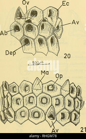 . Boletim de la Sociedad de BiologÃ-de ConcepciÃ³n. La Sociedad de BiologÃ-de ConcepciÃ³n; biologia; biologia. LAMINA IV â 71-. Si prega di notare che queste immagini vengono estratte dalla pagina sottoposta a scansione di immagini che possono essere state migliorate digitalmente per la leggibilità - Colorazione e aspetto di queste illustrazioni potrebbero non perfettamente assomigliano al lavoro originale. La Sociedad de BiologÃ-de ConcepciÃ³n; Sociedad de BioquÃ-mica de ConcepciÃ³n; Universidad de ConcepciÃ³n. [ConcepciÃ³N Universidad de ConcepciÃ³n] Foto Stock