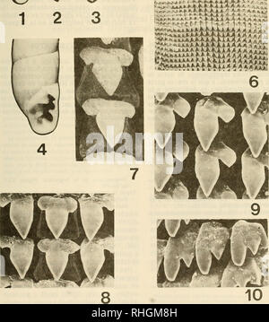 . Boletim de la Sociedad de BiologÃ-de ConcepciÃ³n. La Sociedad de BiologÃ-de ConcepciÃ³n; biologia; biologia. '-.*&Lt;â ,.-^ * Â"*-.*J. * ***** $19 73. Si prega di notare che queste immagini vengono estratte dalla pagina sottoposta a scansione di immagini che possono essere state migliorate digitalmente per la leggibilità - Colorazione e aspetto di queste illustrazioni potrebbero non perfettamente assomigliano al lavoro originale. La Sociedad de BiologÃ-de ConcepciÃ³n; Sociedad de BioquÃ-mica de ConcepciÃ³n; Universidad de ConcepciÃ³n. [ConcepciÃ³N Universidad de ConcepciÃ³n] Foto Stock