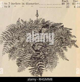 . Boddington la qualità delle lampadine, i semi e le piante / Arthur T. Boddington.. Catalogo di vivaio. I'EAKL TUBEKOSE. Doppio EXCELSIOR PERLA TUBEROSES Doz. 100 lampadine, 3- a 4 pollici 0 dollari 20 $1 00&GT; lampadine selezionati, da 4 a 6 pollici 30 150 Extra selected lampadine, ff^ a 8 pollici. 50 2 00 Cycas revoluta (Sago Palm) gambi freschi; vero long-foglia di varietà. Origi- nal casi contengono circa 300 libbre ciascuno. Posso riempire ordini per steli di qualsiasi peso de- discende dai clienti. Essi sono solitamente eseguite da X a 8 libbre ciascuno. 10 libbre, 15 cts. per libbra.; 100 libbre, 12 cts. per libbra,; caso 10 cts. per libbra. GARDENIA VEITCHII (Vero Newport varietà) Foto Stock