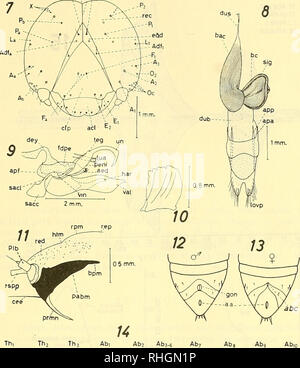 . Boletim de la Sociedad de BiologÃ-de ConcepciÃ³n. La Sociedad de BiologÃ-de ConcepciÃ³n; biologia; biologia. '^^.'spc^^df, 1 mm.. lafv'Ã-^/ ' V '/ '/ / 'I â â " /I I ' ' / ^' / '' /â /'/â â â â / z^ Ilb Ib Ic/iic / / / / 11 â¢fli 'IV / â¢Ã-)/ / / / â¢â"'/ / / / / / ' Â¡VÂ¡/ / / VI/ vi/w //. / Â "z '/ / Ã- Fig. 7.â Vista Ã-rontal de la Cabeza de la larva. Fig. 8.â organi genitali esterni de la hembra adulta. Fig. 9.â organi genitali esterni del macho adulto. Fig. 10.âMandÃ-bula derecha de la larva. Fig. 11.âComplejo hipofarÃ-ngeo de la larva. Fig. 12.â Detalle del Ã¡pice posteriore de la pupa macho. Fig. 13.âDetall Foto Stock