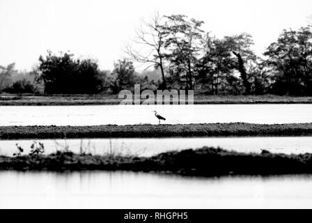 Risaie nella pianura padana Foto Stock