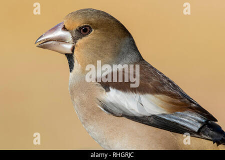 Hawfinch (Coccothraustes coccothraustes) ritratto su sfondo dorato Foto Stock