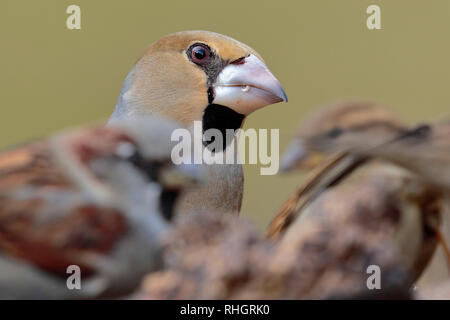 Hawfinch (Coccothraustes coccothraustes) ritratto su sfondo dorato Foto Stock