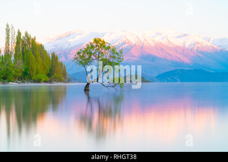 Che arriva a Wanaka Tree, Willow tree crescono in lago è meta turistica molto in scena a lunga esposizione con i colori del tramonto riflesso da montagne coperte di neve behin Foto Stock