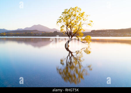 Che arriva a Wanaka Tree, Willow tree crescono in lago è meta turistica molto in scena a lunga esposizione con i colori del tramonto riflesso da montagne coperte di neve behin Foto Stock
