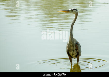 Grande Heron in piedi nel lago Foto Stock