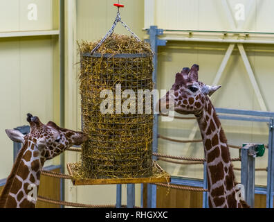 Due giraffe reticolate di mangiare da un cestello di fieno, lo zoo di animali di apparecchiature di alimentazione Foto Stock