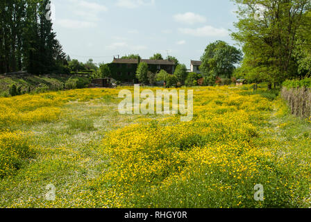 Un prato di sole coperto in giallo renoncules, ranunculus repens, insieme con alcuni margherite. Foto Stock