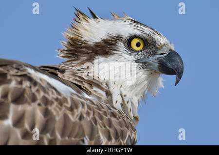 La Osprey, pesce hawk close up Foto Stock