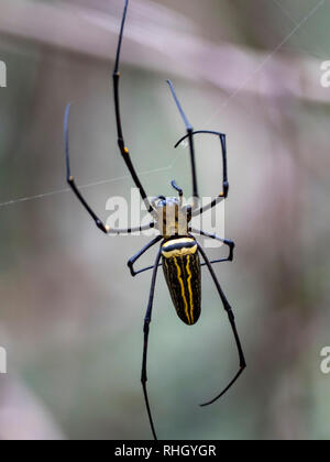 Giant Golden Orb-tessitura AKA ragno gigantesco ragno di legno (Nephhila pilipes) Foto Stock