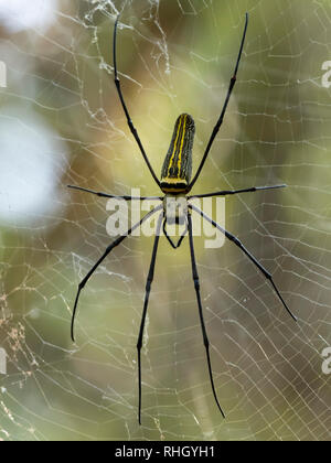 Giant Golden Orb-tessitura AKA ragno gigantesco ragno di legno (Nephhila pilipes) Foto Stock