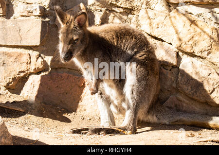 Lone wallaby mantenendo calda al sole su una giornata invernale Foto Stock